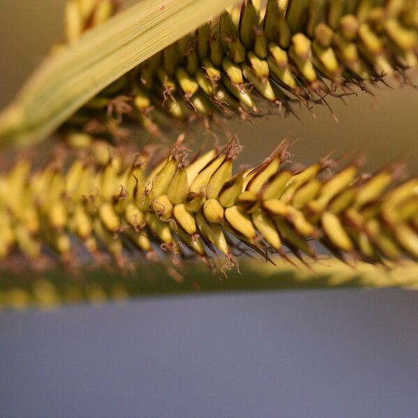 Carex elata Плод