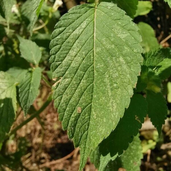 Galeopsis speciosa Leaf