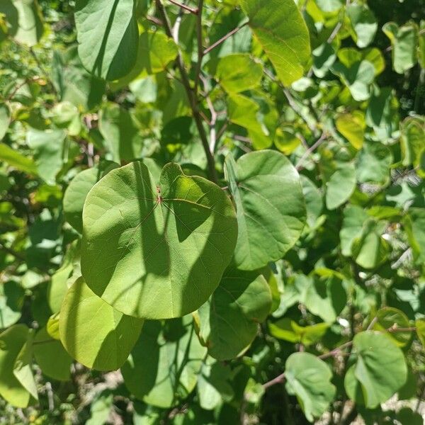 Cercis griffithii 葉