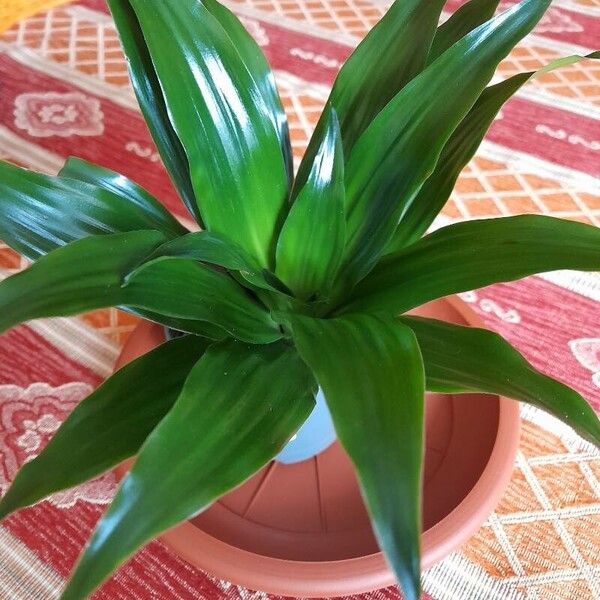 Dracaena fragrans Blatt