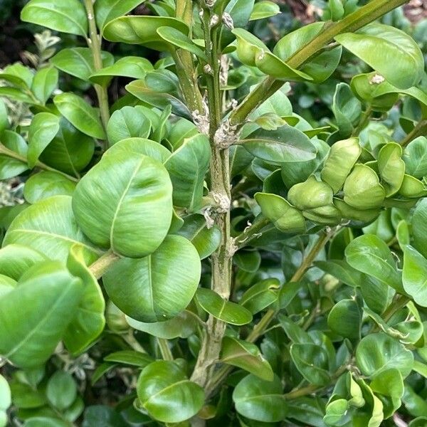 Buxus sempervirens Hoja