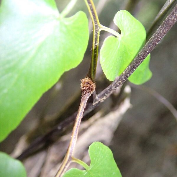 Lygodium microphyllum Folio