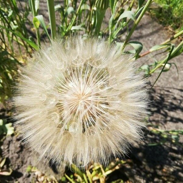 Tragopogon dubius Fruit