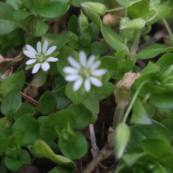 Stellaria media ফুল