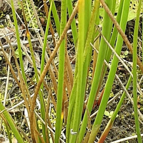 Juncus effusus Foglia