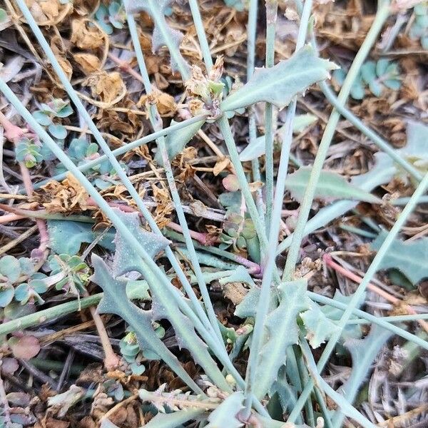 Launaea nudicaulis Bark