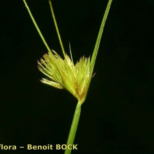 Carex bohemica Frukt