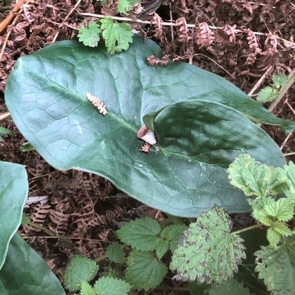 Arum maculatum Folio