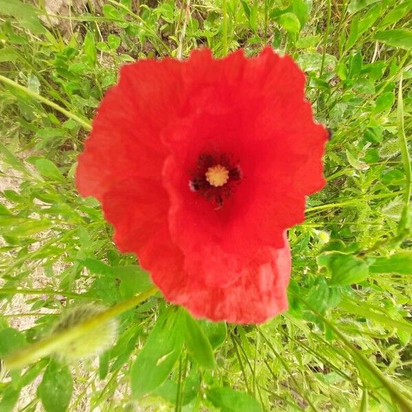 Papaver setiferum Flor