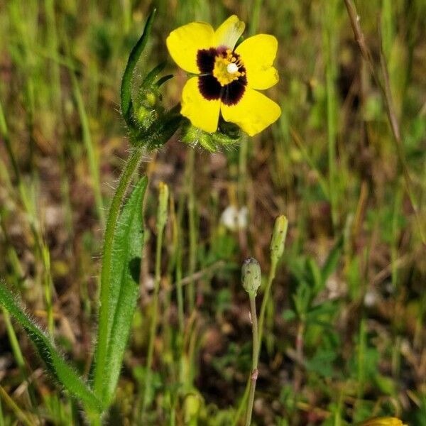 Tuberaria guttata 花