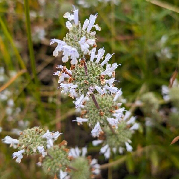 Salvia mellifera Кветка