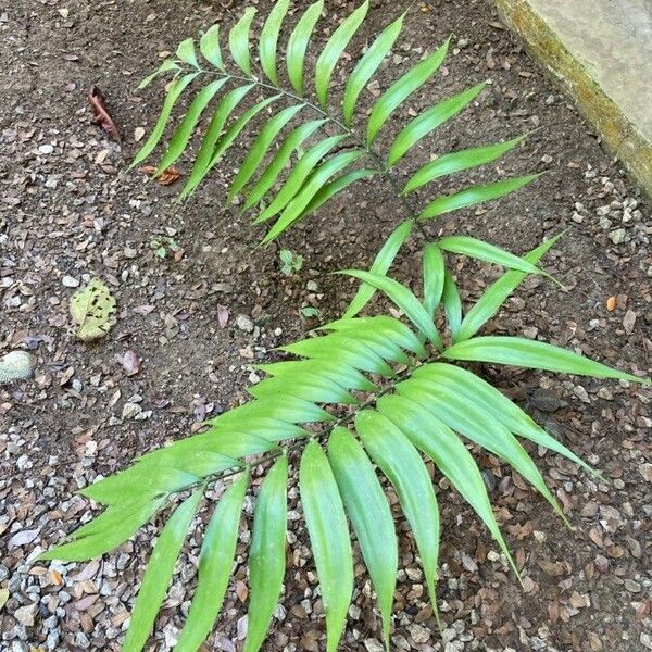 Ceratozamia mexicana Frunză