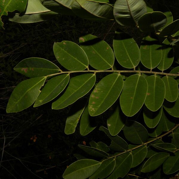 Machaerium biovulatum Leaf
