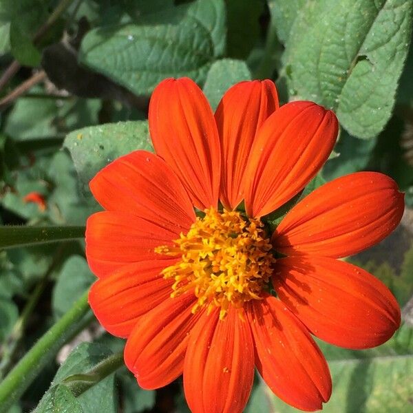 Tithonia rotundifolia Cvet