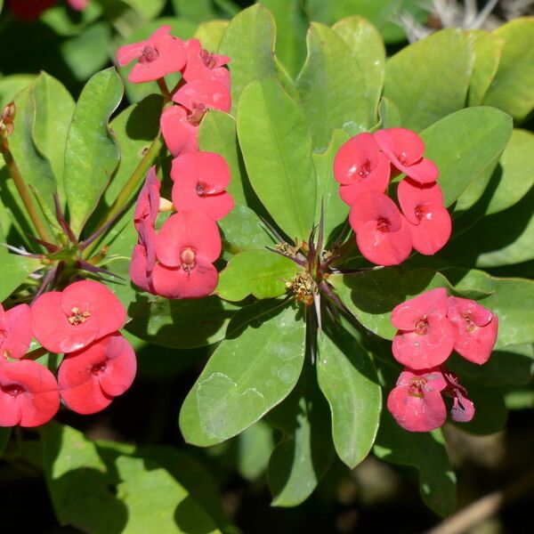 Euphorbia lophogona Other