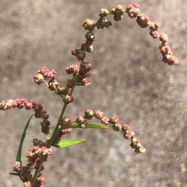 Atriplex patula Цвят