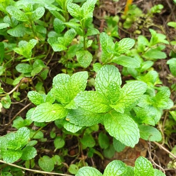 Mentha × rotundifolia Leaf