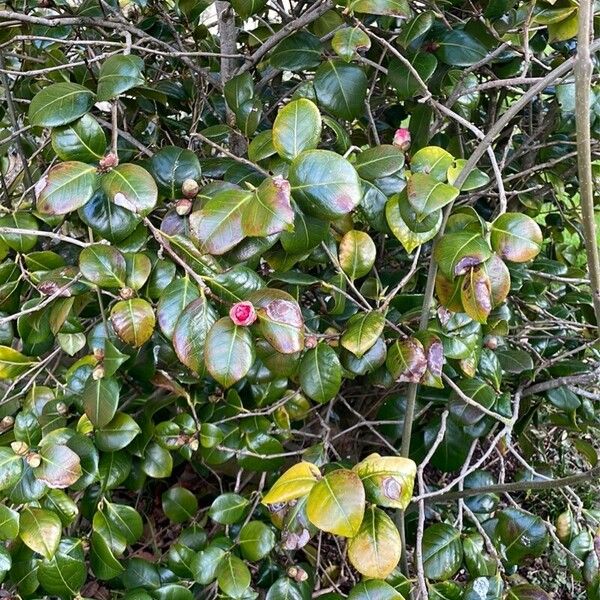 Camellia sasanqua Habit