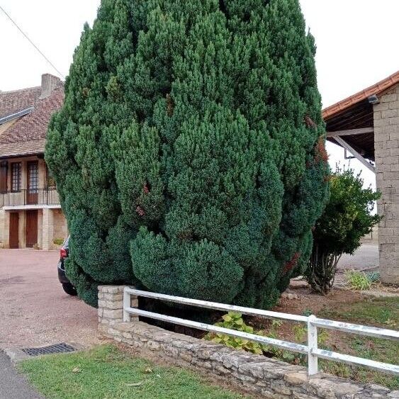 Chamaecyparis lawsoniana অভ্যাস