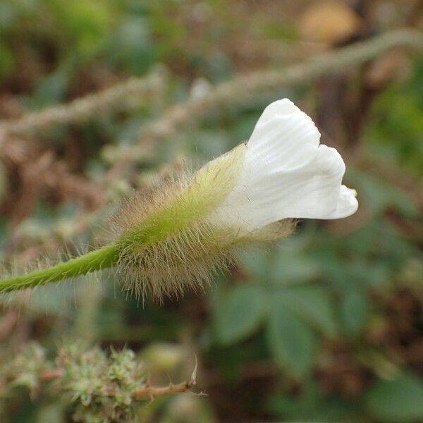 Merremia aegyptia Virág