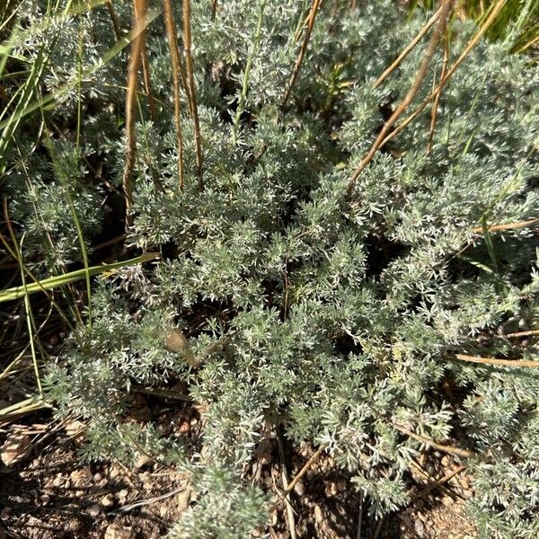 Artemisia frigida 叶