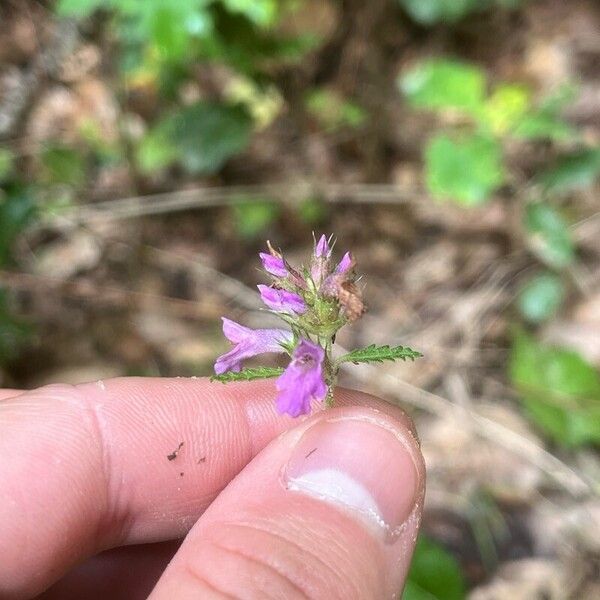 Betonica officinalis Leaf