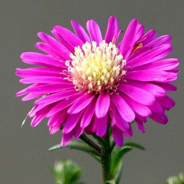 Symphyotrichum novi-belgii Flower