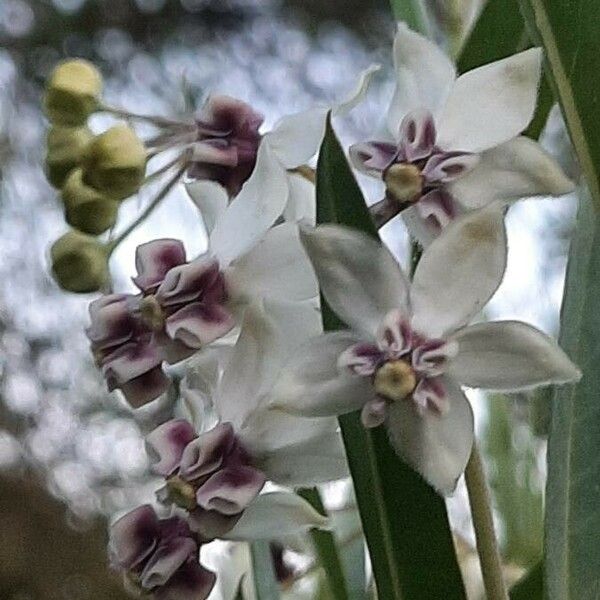 Gomphocarpus physocarpus Blomst