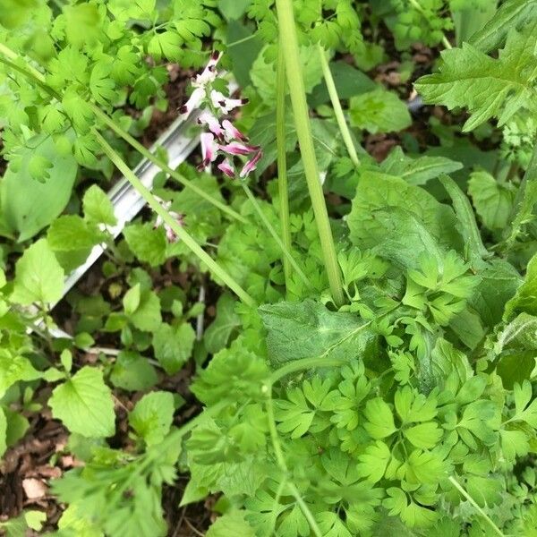 Fumaria officinalis Flower