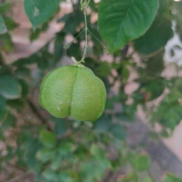 Cardiospermum halicacabum Fruit