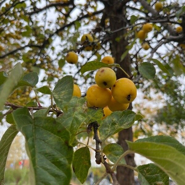 Malus prunifolia Frucht