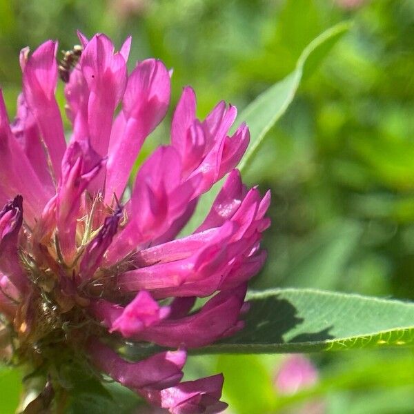 Trifolium medium Blüte