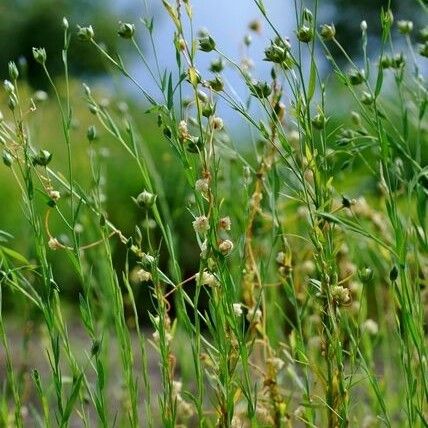 Cuscuta epilinum आदत