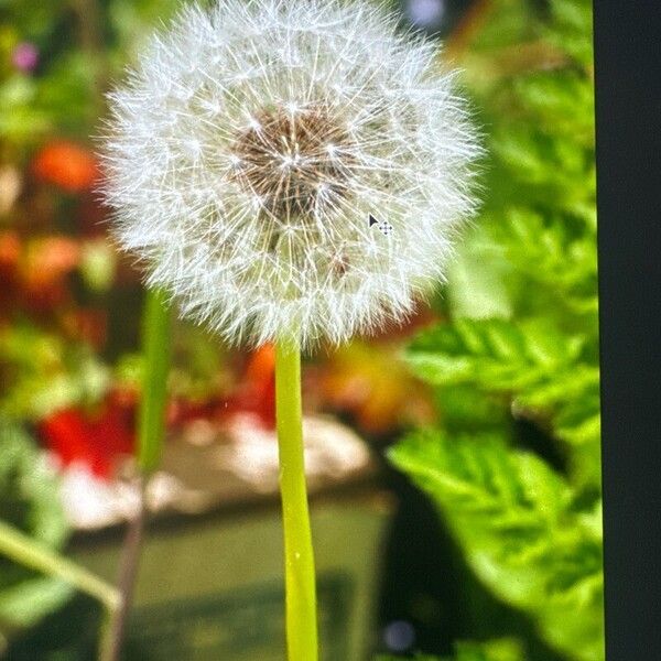 Taraxacum rubicundum Flower