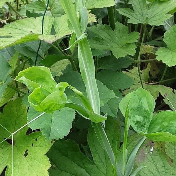 Lathyrus odoratus पत्ता