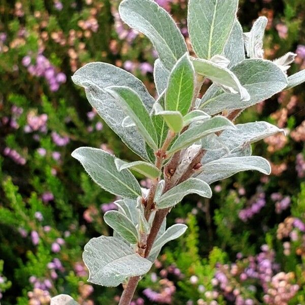 Salix repens Leaf