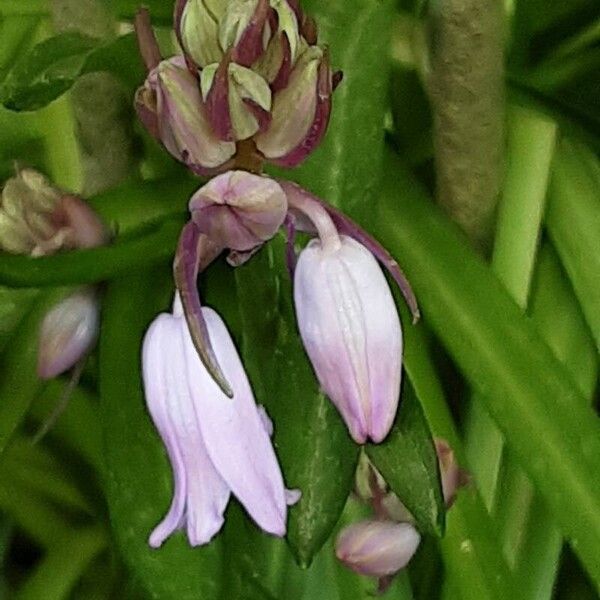 Hyacinthoides hispanica ফুল