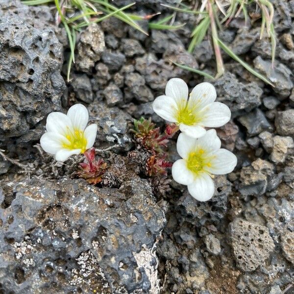 Saxifraga cespitosa Цвят