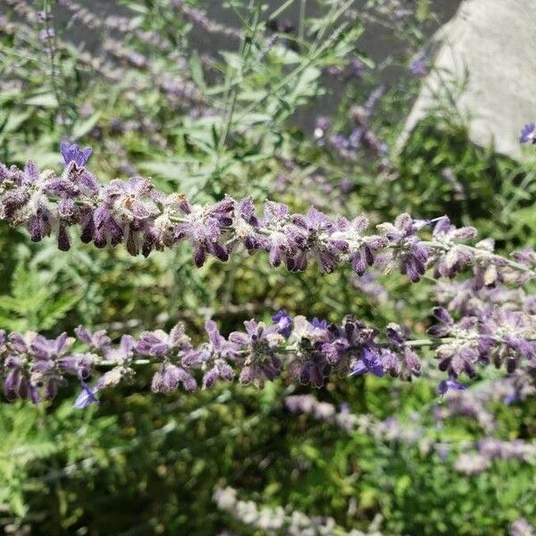 Perovskia atriplicifolia Kwiat