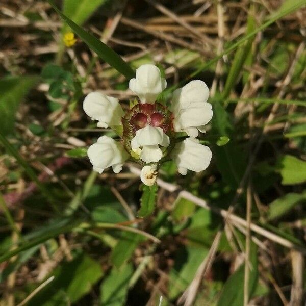 Prunella laciniata Flor