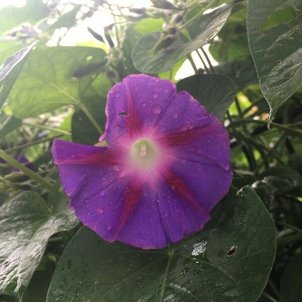 Ipomoea tricolor Floare