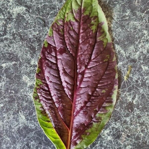 Amaranthus tortuosus Blatt