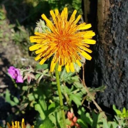 Agoseris aurantiaca Flower