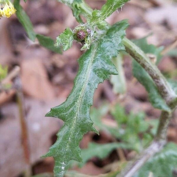 Senecio vulgaris 葉