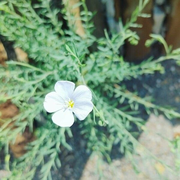 Linum lewisii Fiore