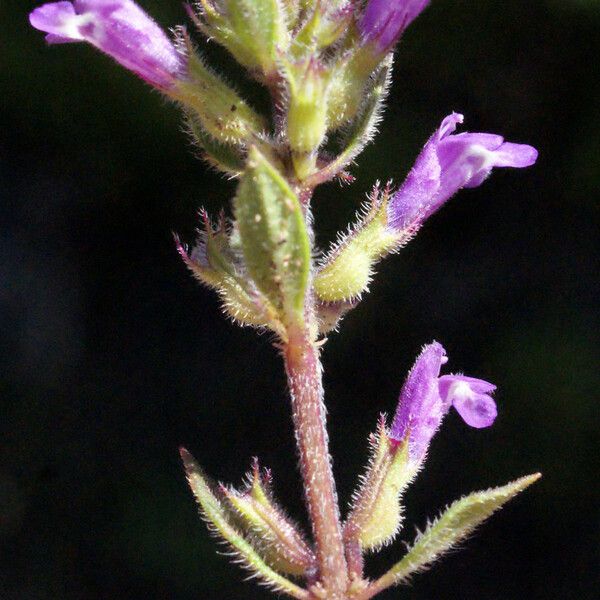 Clinopodium acinos Кветка