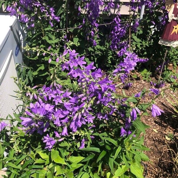 Campanula rapunculoides Kwiat