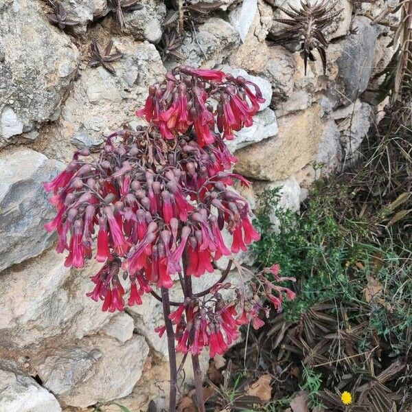 Kalanchoe daigremontiana Flor