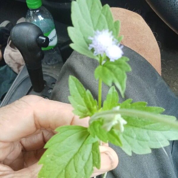 Ageratum conyzoides Flower