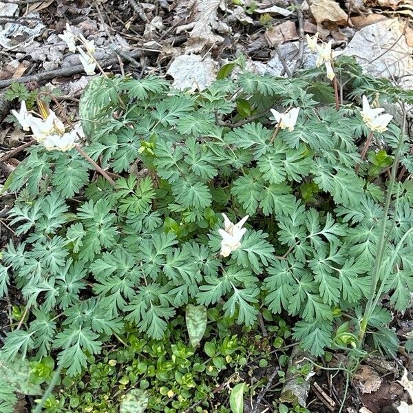 Dicentra cucullaria Blüte